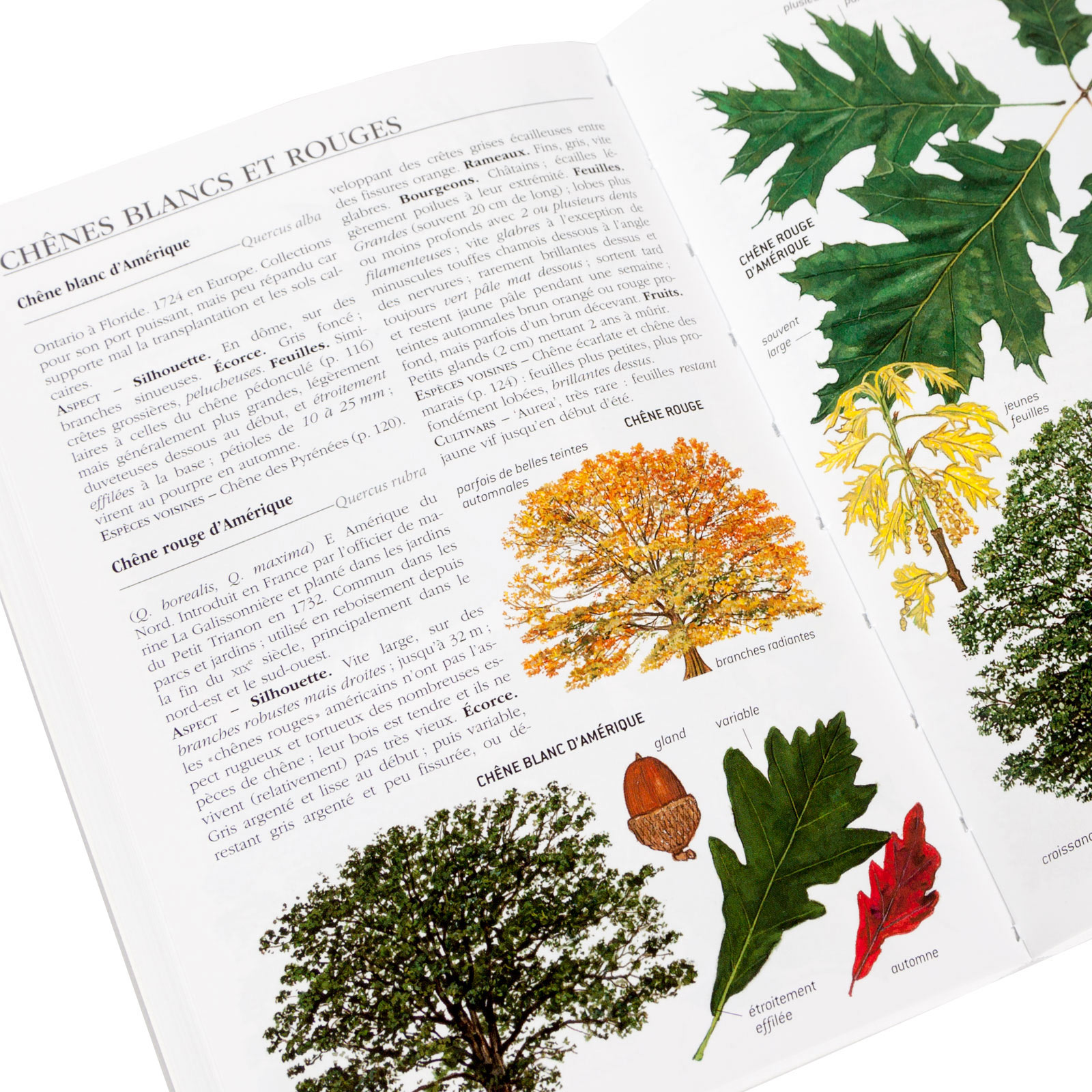 Guide Delachaux Des Fleurs De France Et D Europe