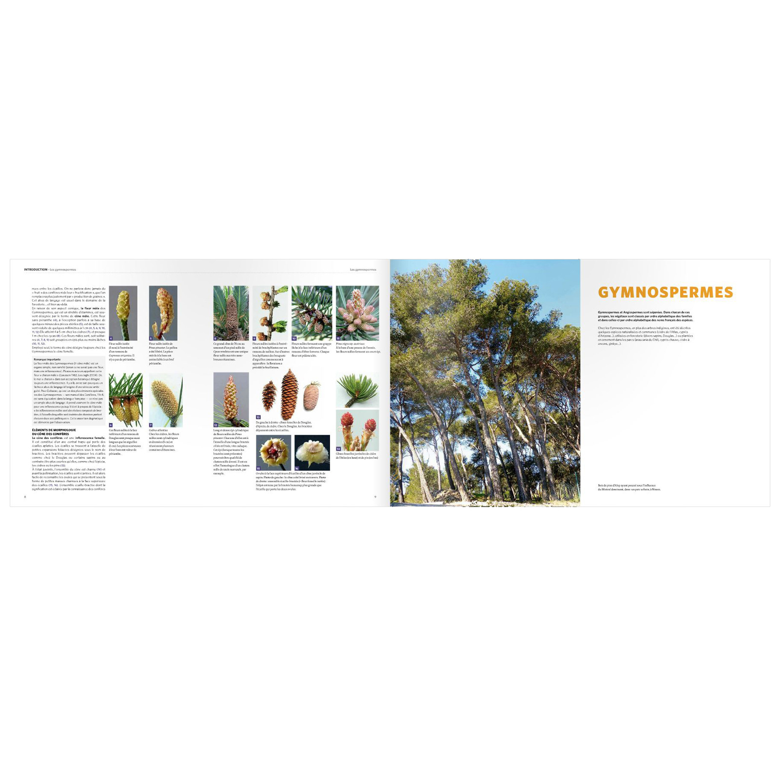 Dictionnaire Visuel Des Arbres Et Arbustes Communs