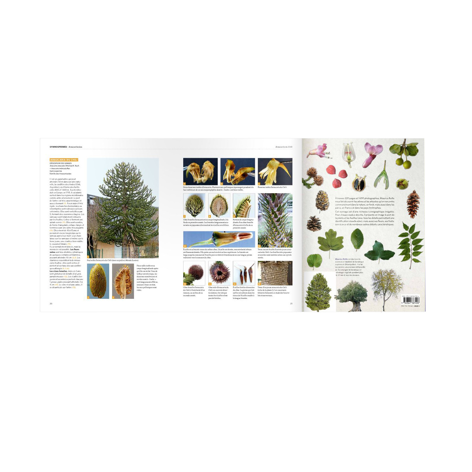 Dictionnaire Visuel Des Arbres Et Arbustes Communs