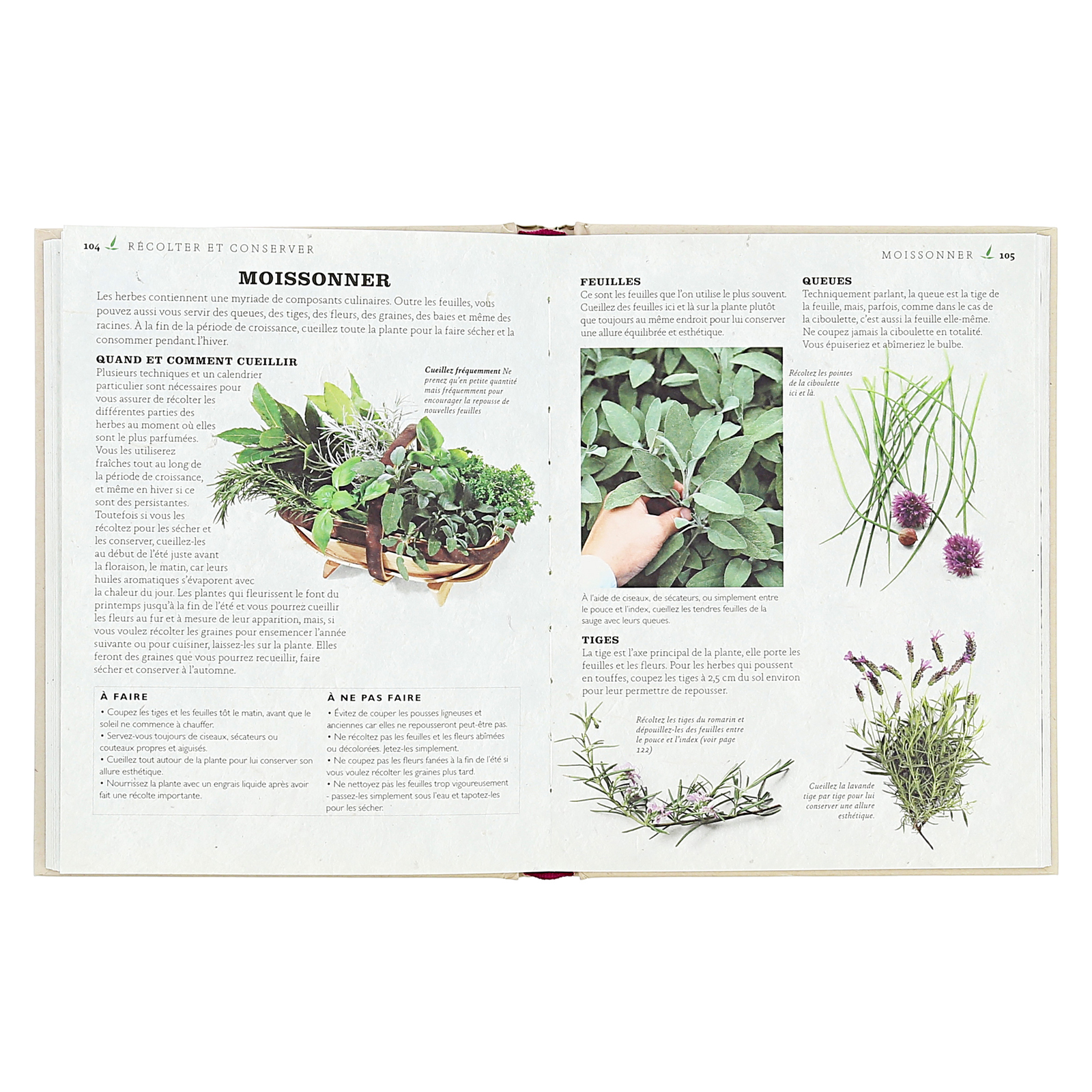 Petit guide des herbes aromatiques