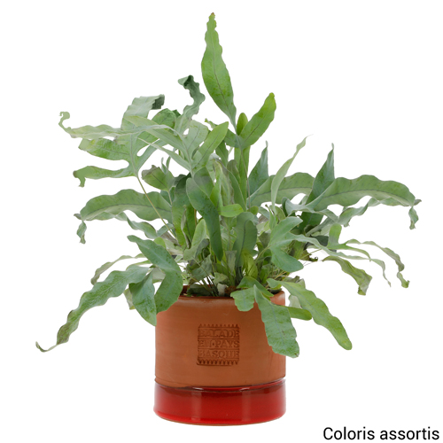 Plante Phlebodium en pot