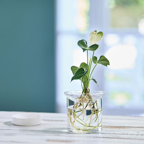 Vase de germination en verre XL