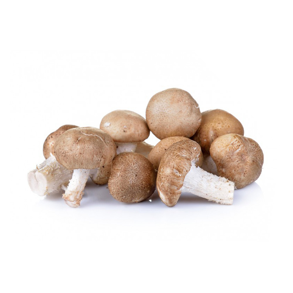 Comment Cultiver Des Champignons De Paris Chez Soi Sans Kit Champignons Shiitake à faire pousser | Nature & Découvertes