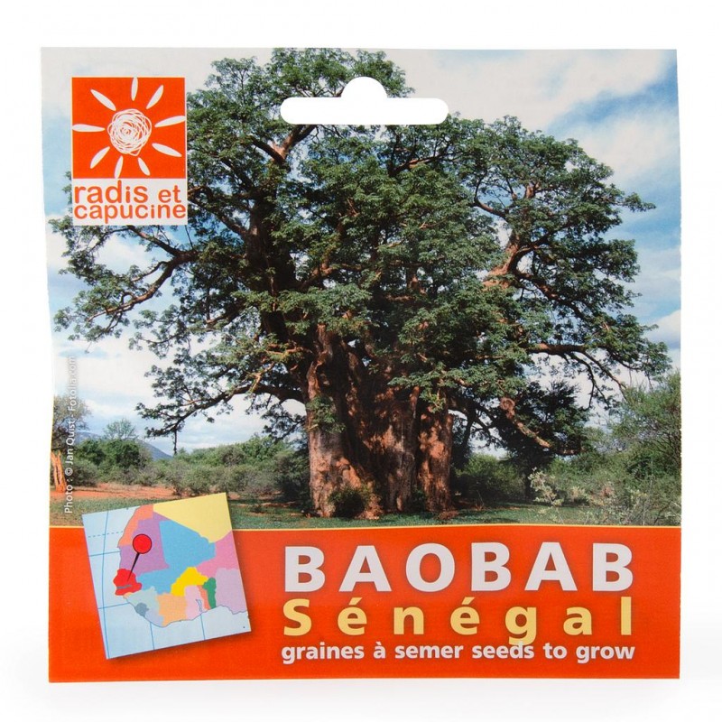 Sachet de graines de baobab du sénégal
