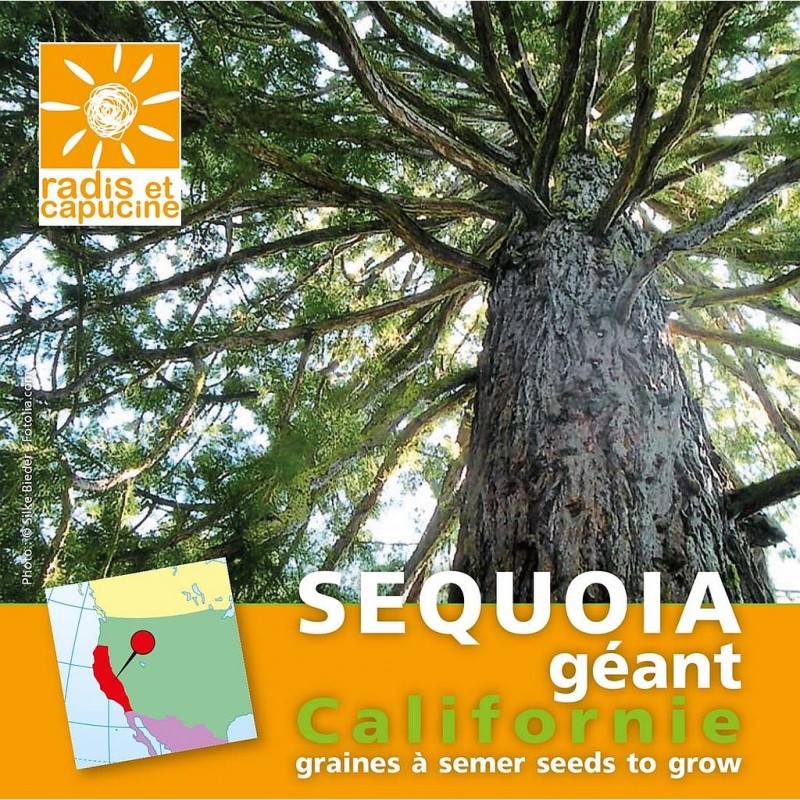 Sachet de graines de sequoia géant