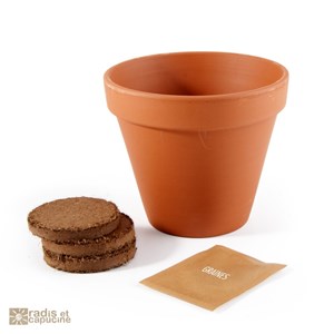 Semer du basilic dans sa cuisine | Nature & Découvertes