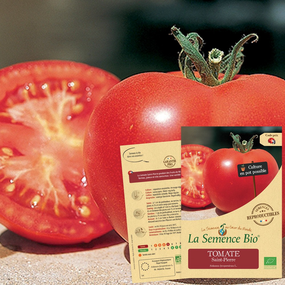 Tomate saint-pierre  bio