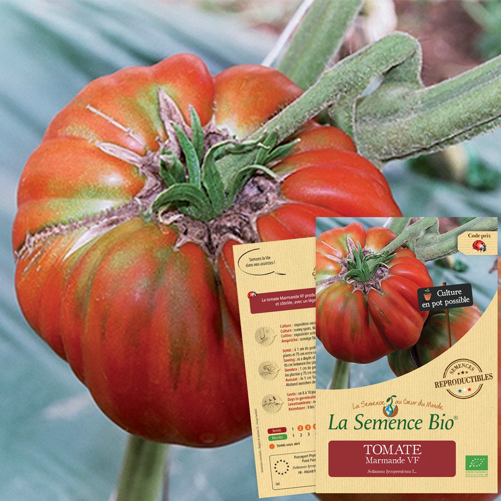 Tomate marmande vf bio