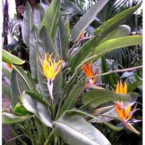 Strelitzia Reginae Oiseaux Du Paradis Nature Découvertes