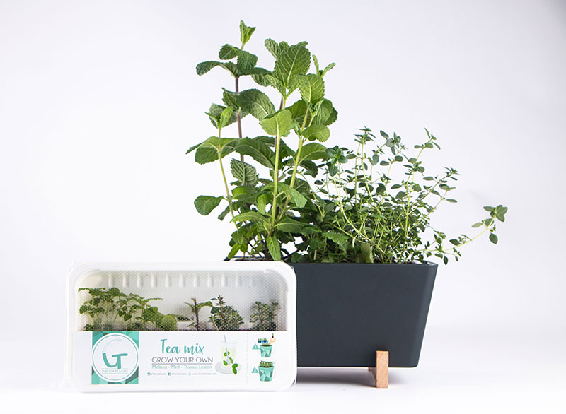Plantbox reserve d'eau + mix plante
