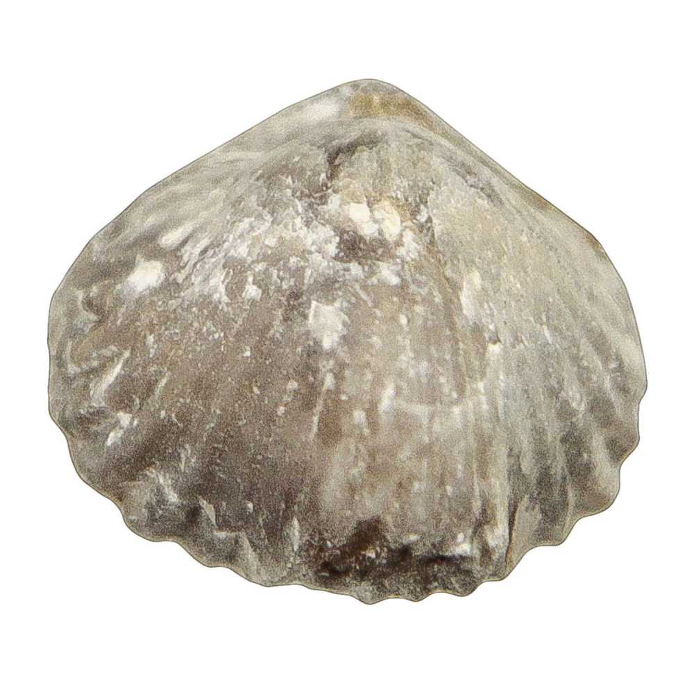 Tetrarhynchia tetraedra fossile
