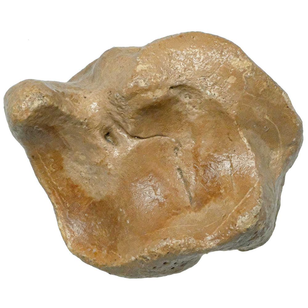 Phalange d'orteil bison fossilisée
