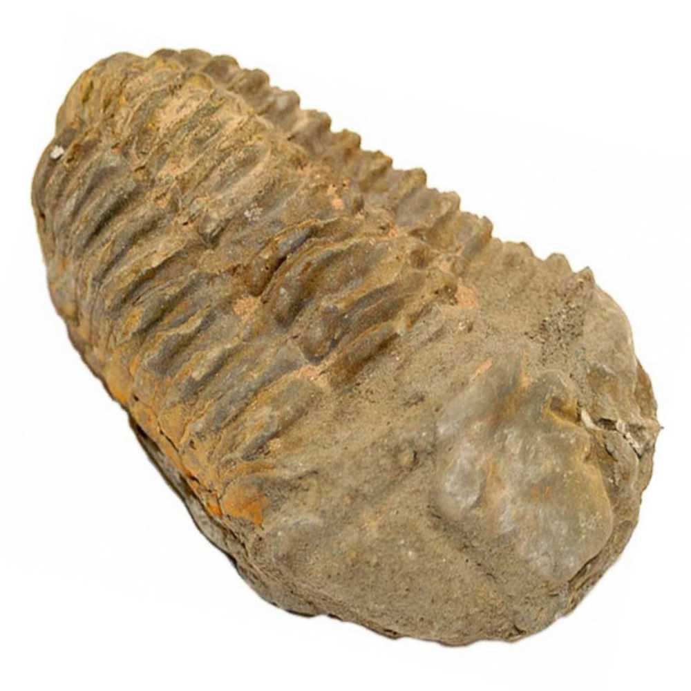 Fossile trilobite calymene - 6 à 7 cm