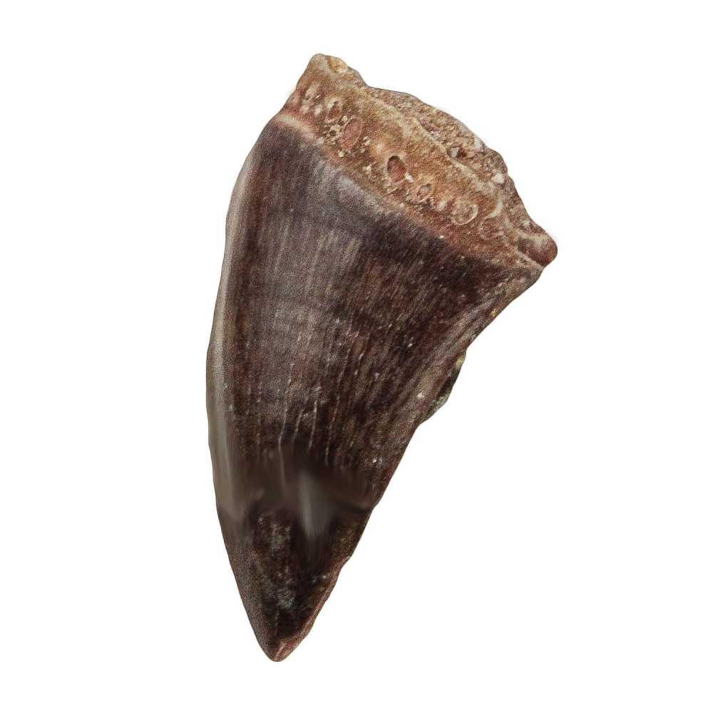 Dent fossile de mosasaure - 3 à 4 cm
