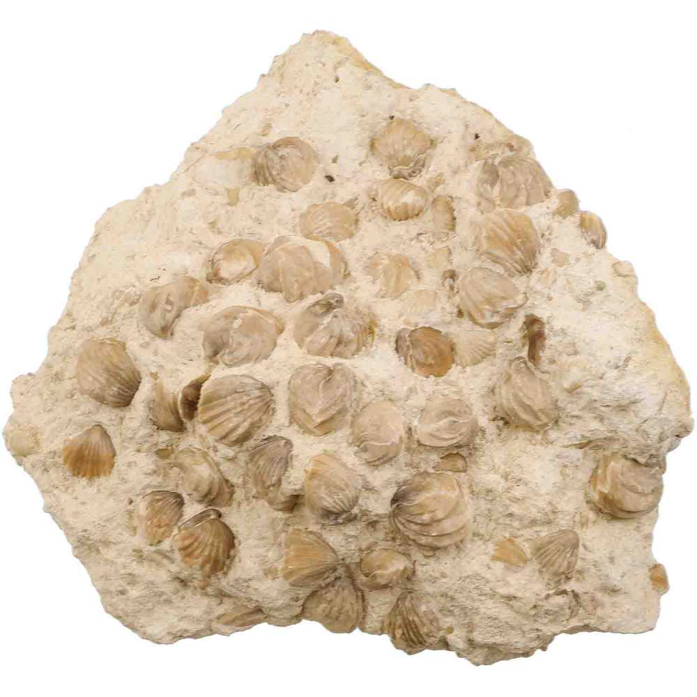 Gros bloc rhynchonelles fossiles