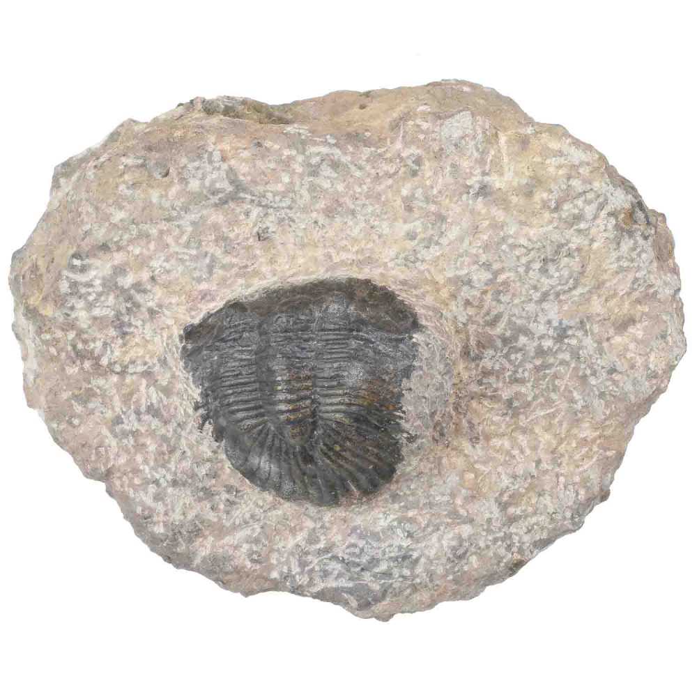 Fossile trilobite scabric