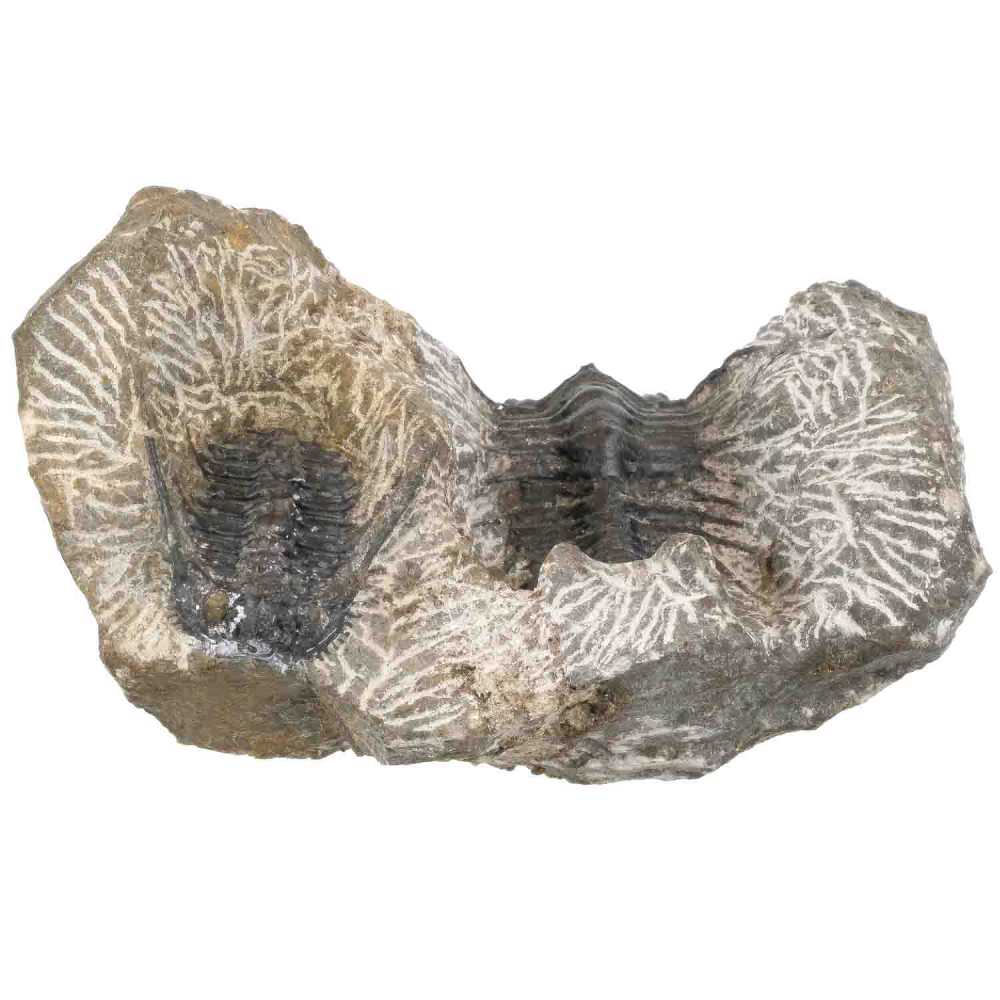 2 fossiles trilobites koneprusia