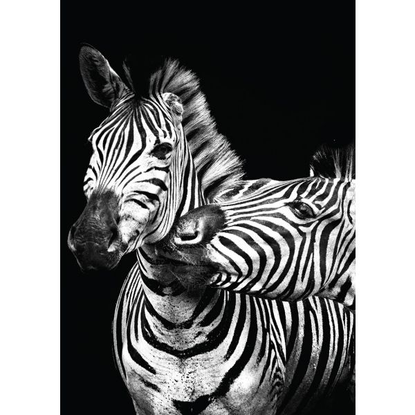 Tableau metal zebres noir et blanc