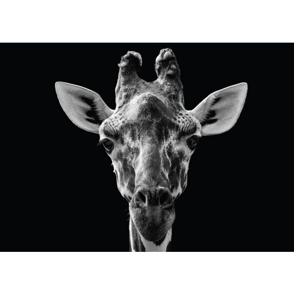 Tableau metal girafe noir et blanc