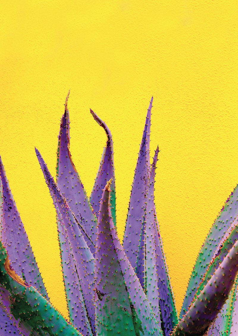 Tableau metal cactus violet