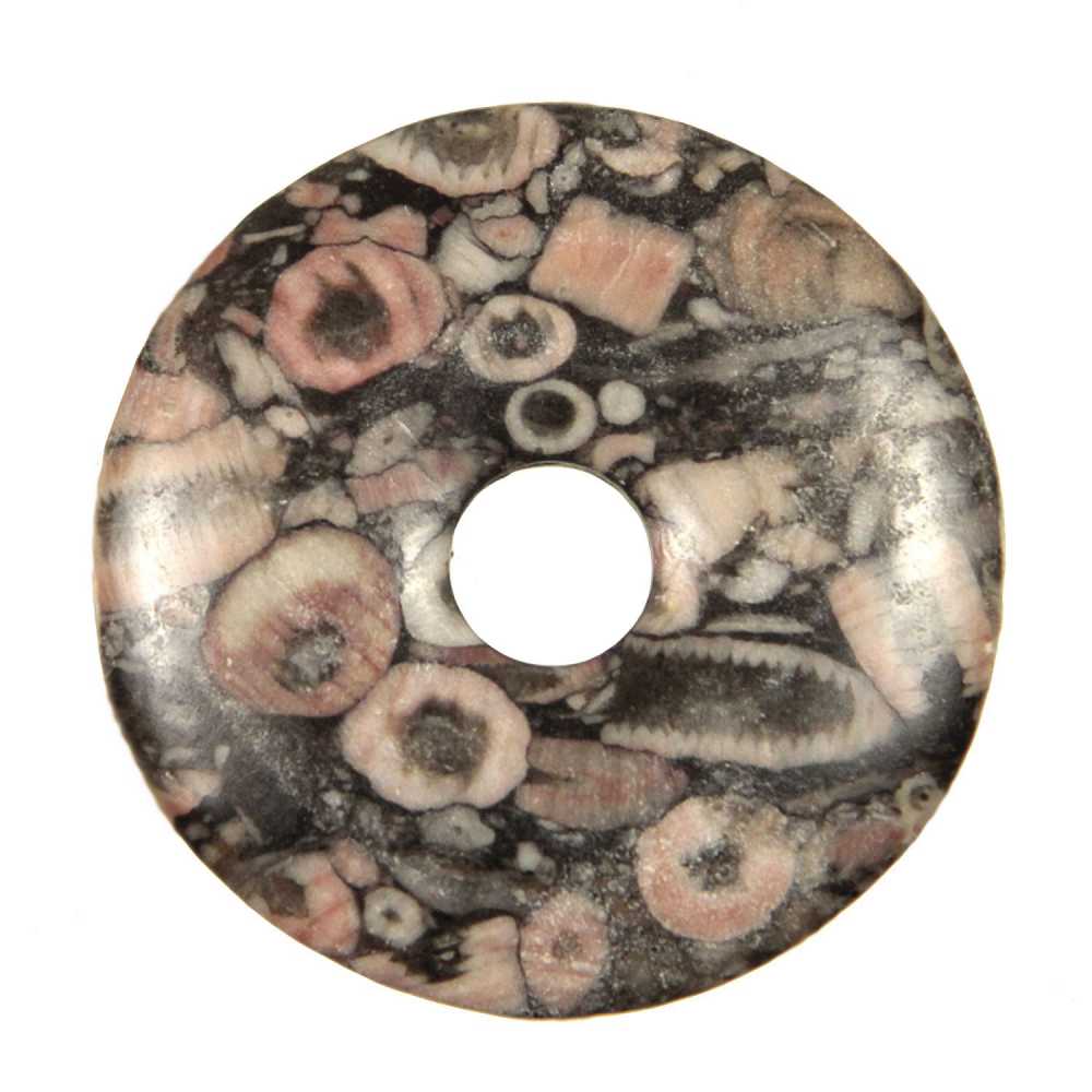 Donut crinoïde fossilisée 4 cm