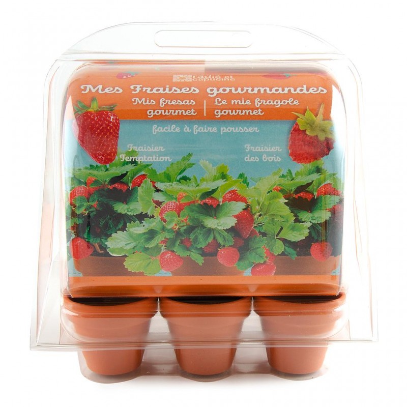 Mini-serre 6 pots fraisier
