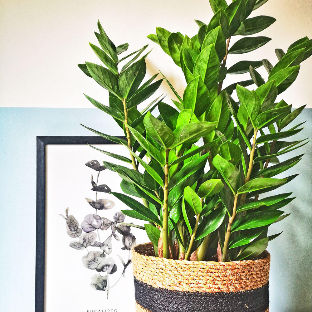 Plante d int rieur plante zz cache pot Nature Plante d int rieur plante zz cache pot Nature