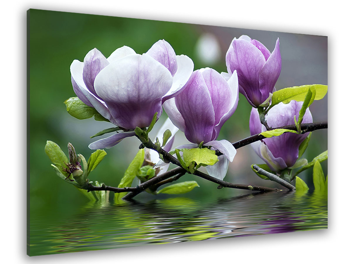 Toile fleurs de magnolia
