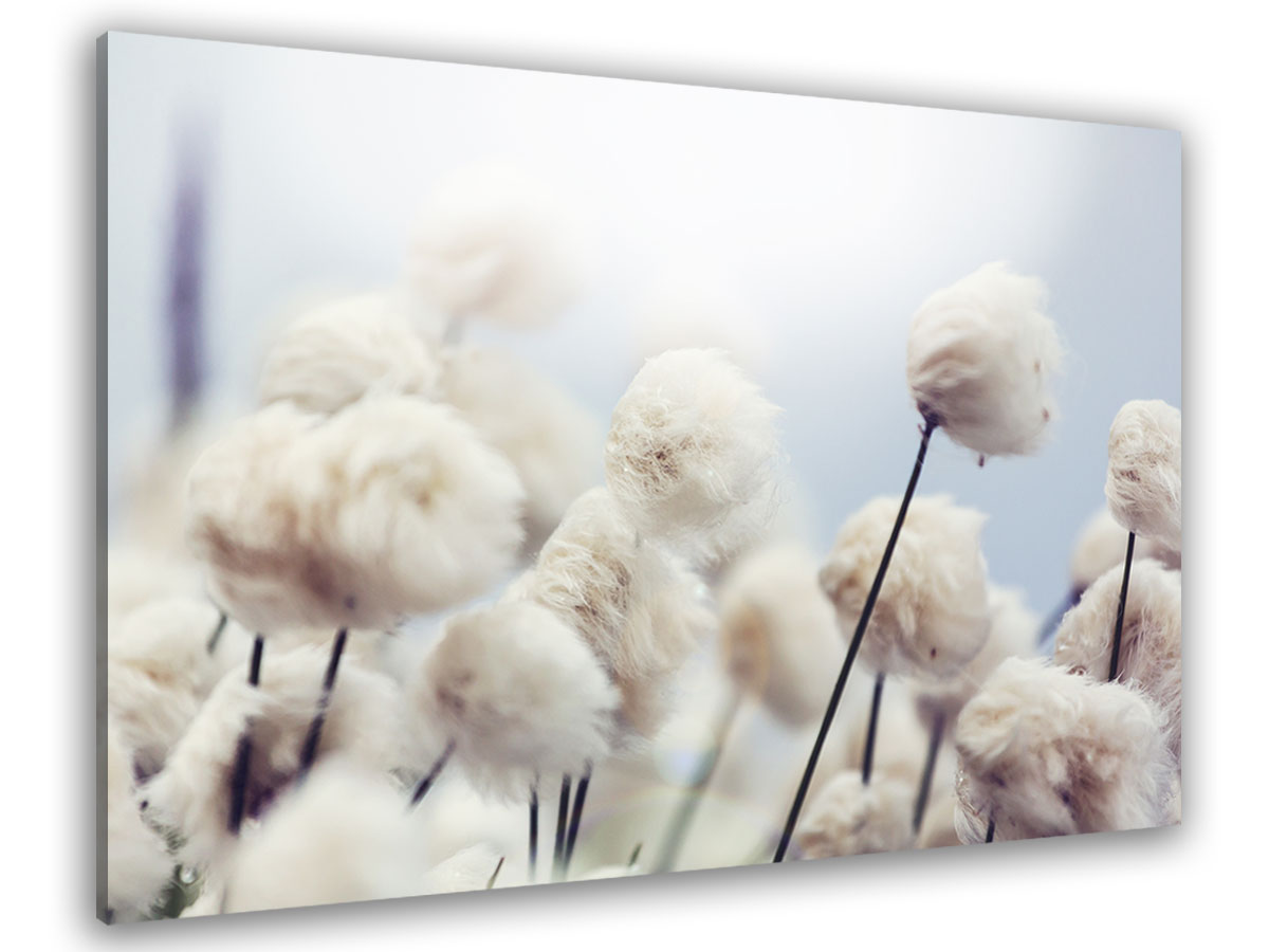 Tableau fleurs de coton au vent