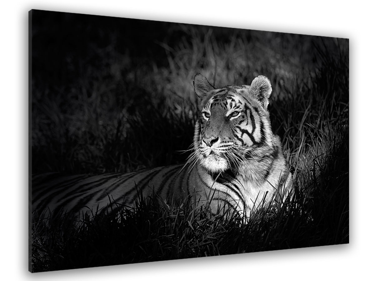 Tableau photo déco tigre