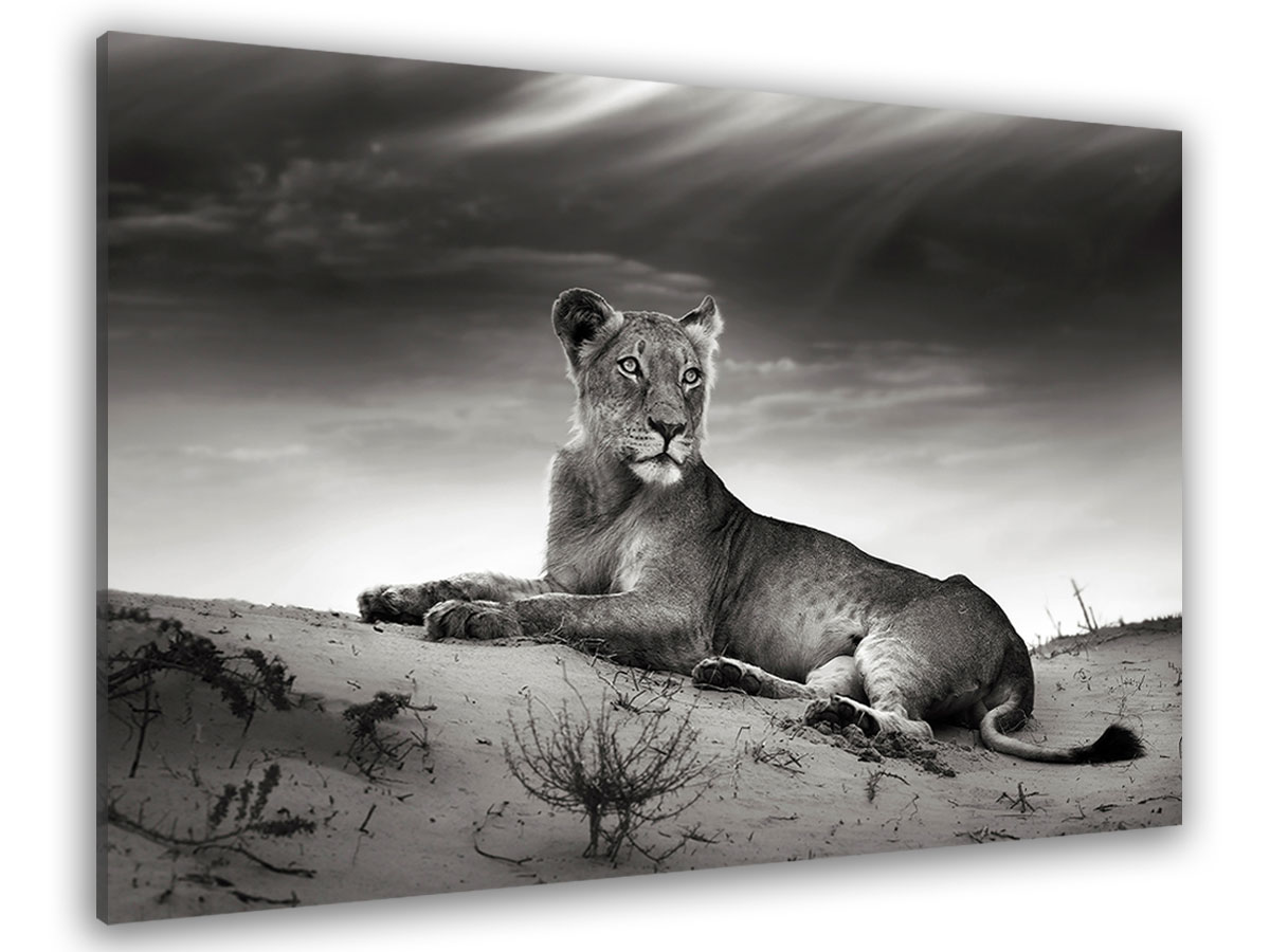 Tableau noir et blanc photo lionne