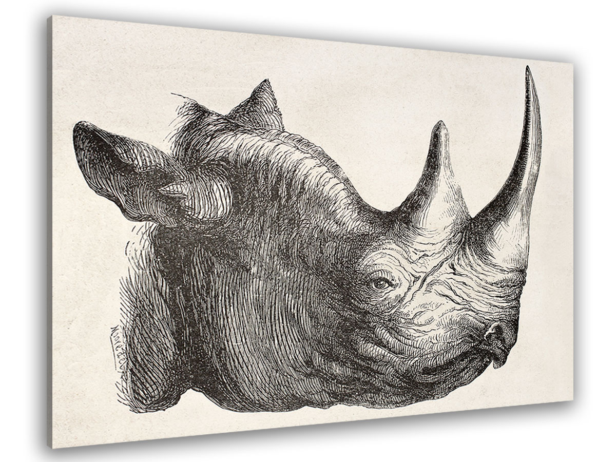 Tableau dessin tête de rhinocéros
