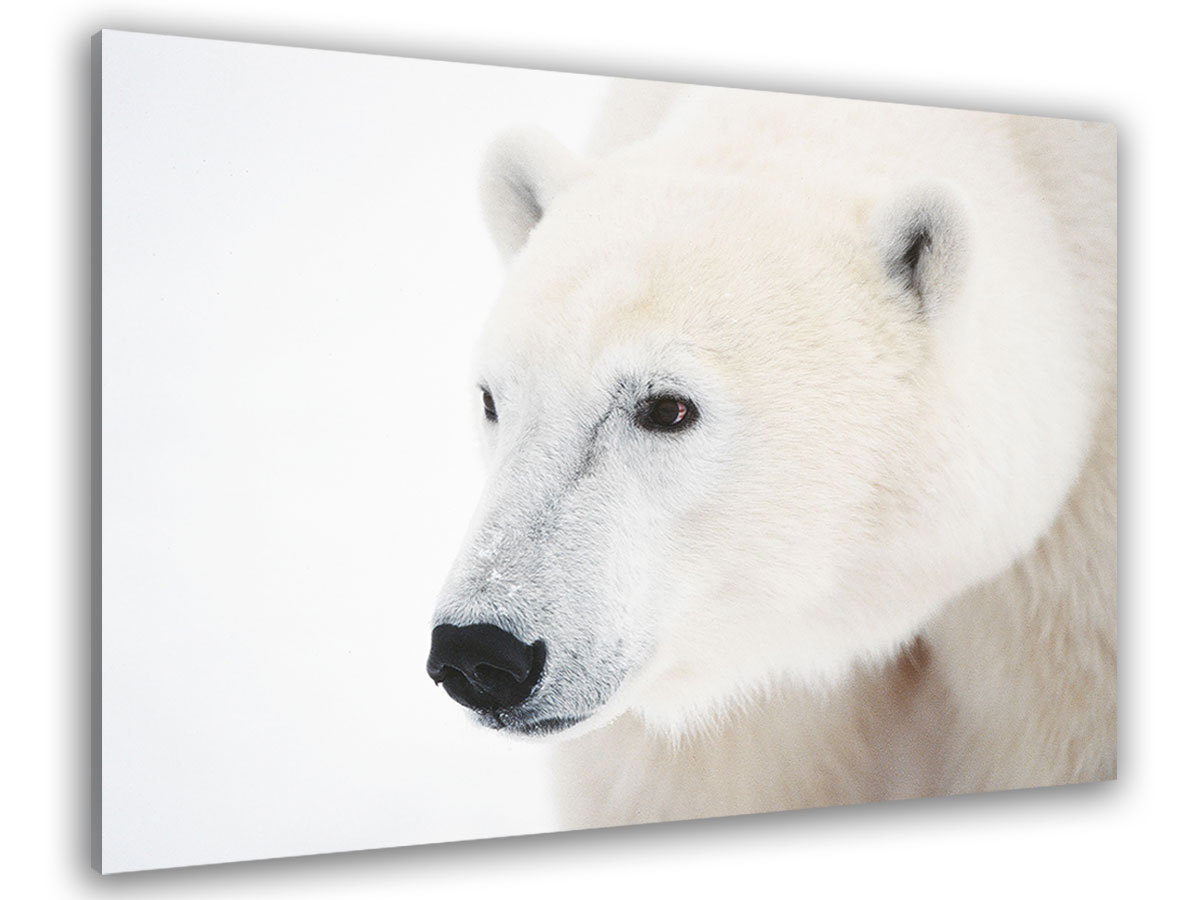 Tableau photo ours blanc polaire