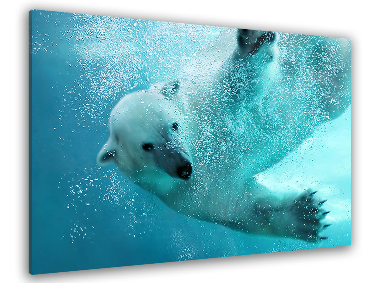 Tableau ours blanc en plein plongeon