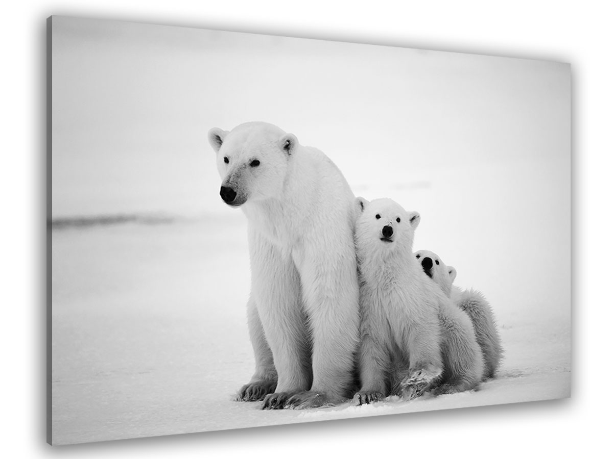 Tableau animaux family polar bear