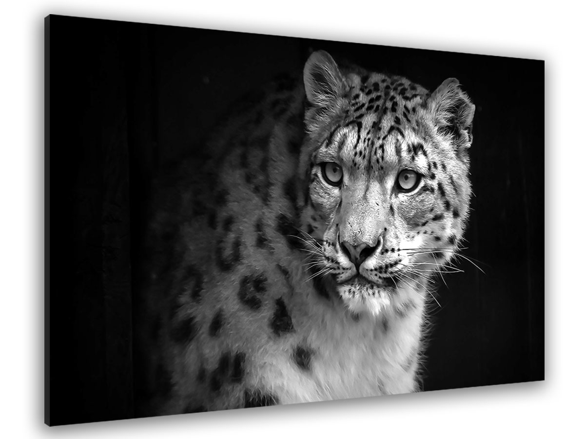 Tableau animaux le regard du léopard