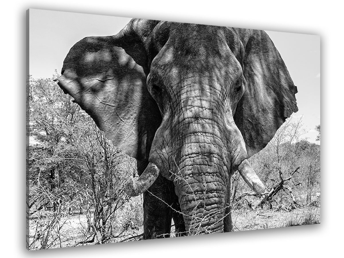 Tableau deco éléphant d'afrique