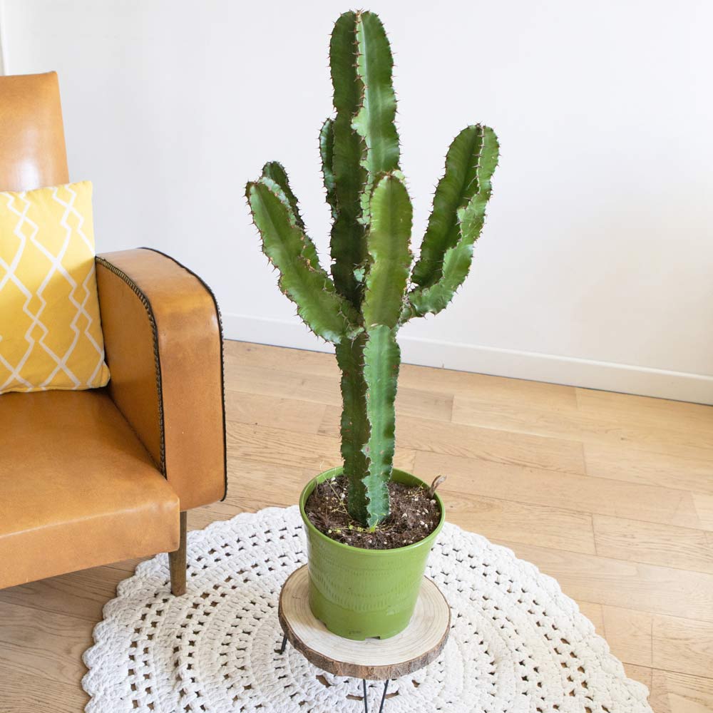 Cactus euphorbe sans cache-pot
