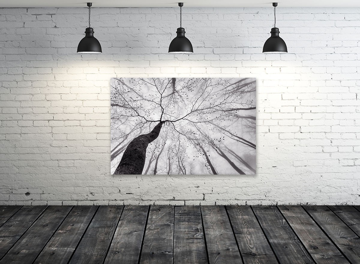 Tableau nature canopée en noir et blanc