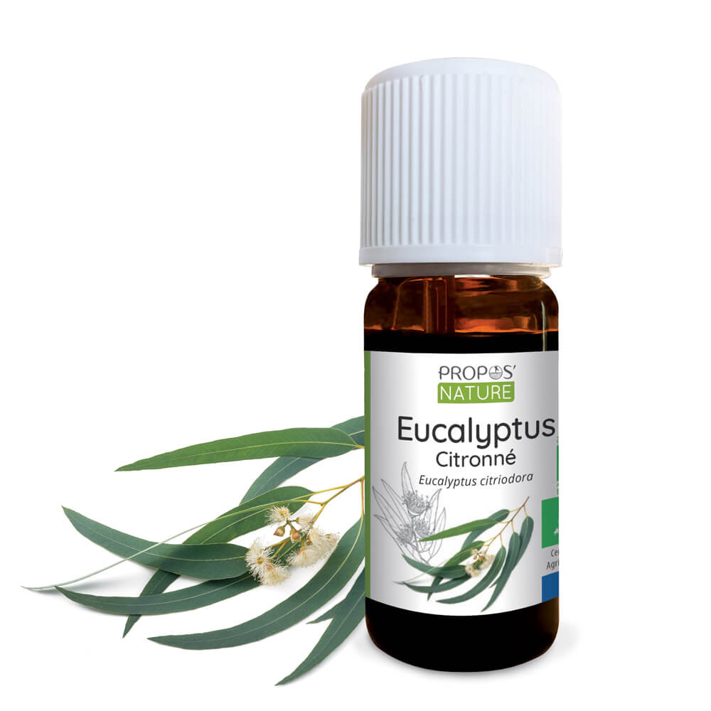 Eucalyptus citronné bio - huile essenti