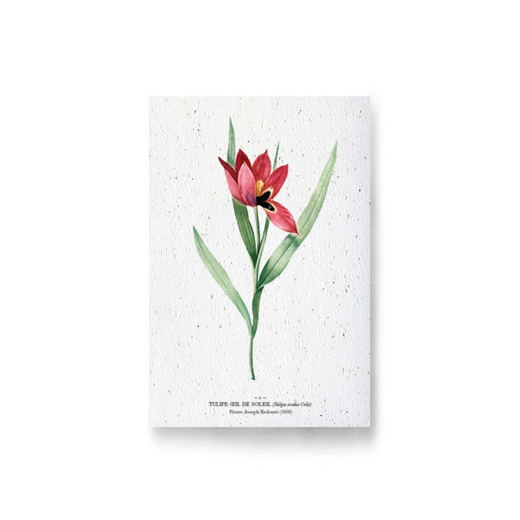 Carte à planter - tulipe œil de soleil