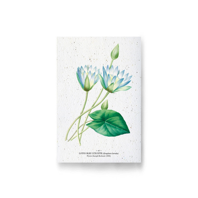 Carte à planter - lotus bleu