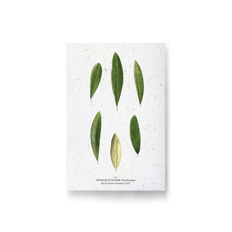 Carte à planter - feuilles d'olivier