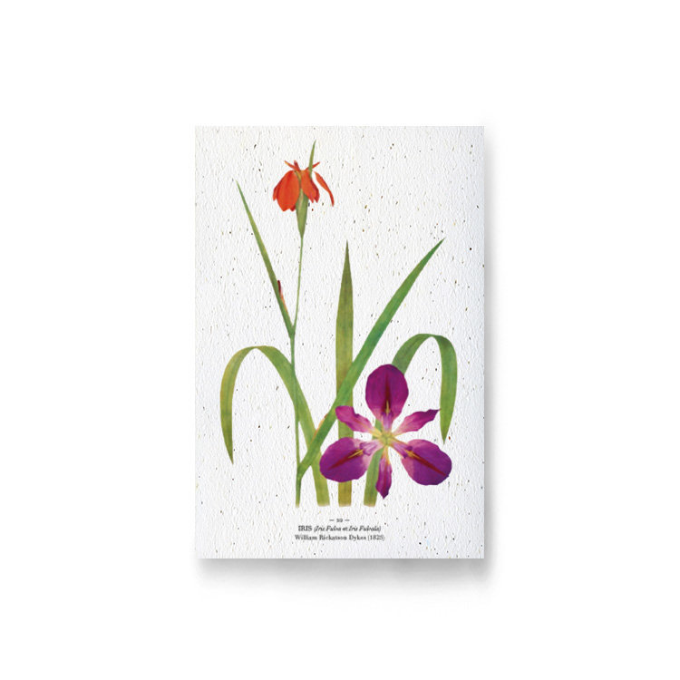Carte à planter - iris