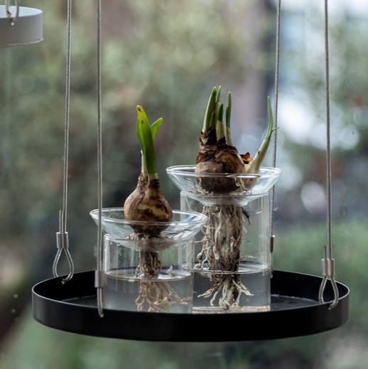 Vase de germination en verre