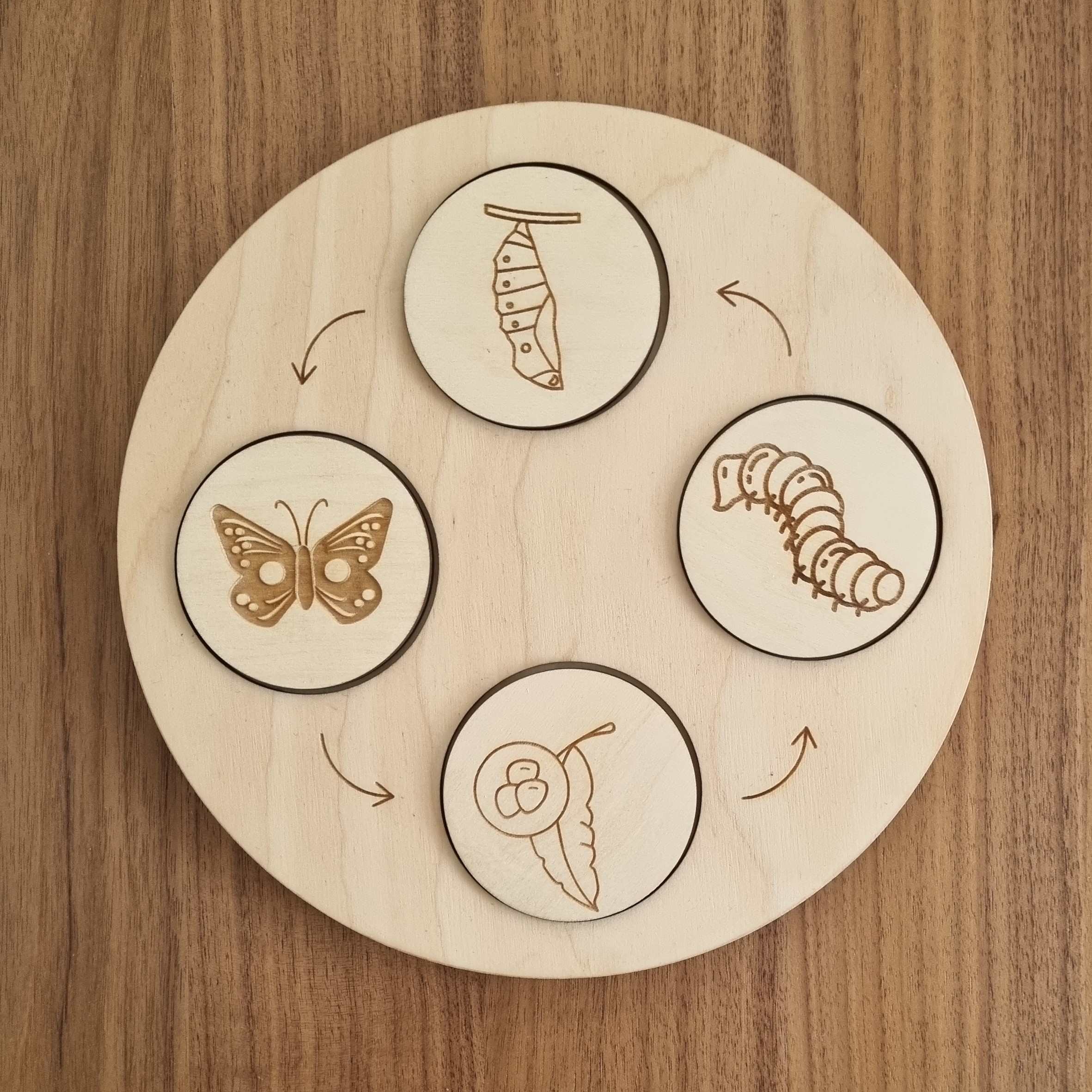 Cycle de vie papillon en bois