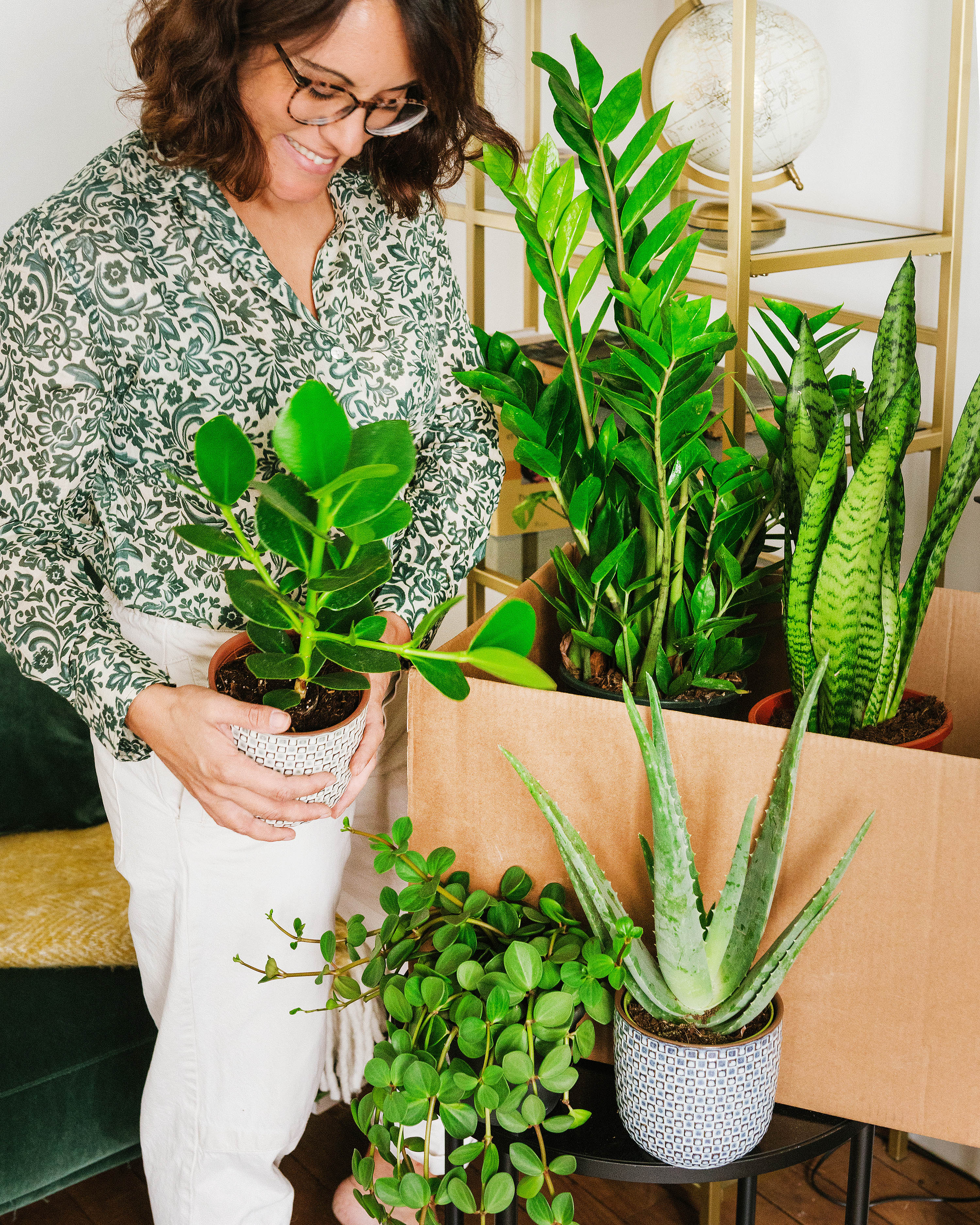 Coffret plantes easycare - 5 plantes