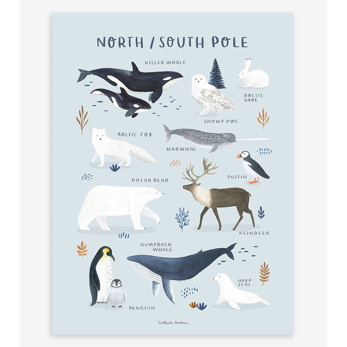 Affiche enfant animaux pôle nord et sud