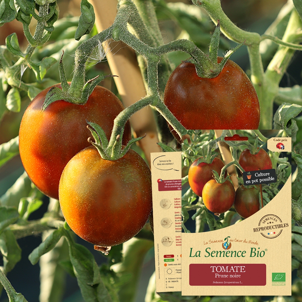Tomate prune noire bio