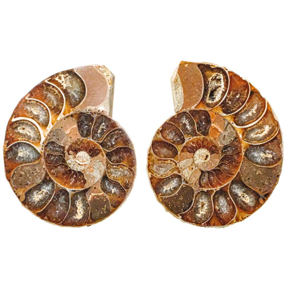 Petite ammonite fossile sciée